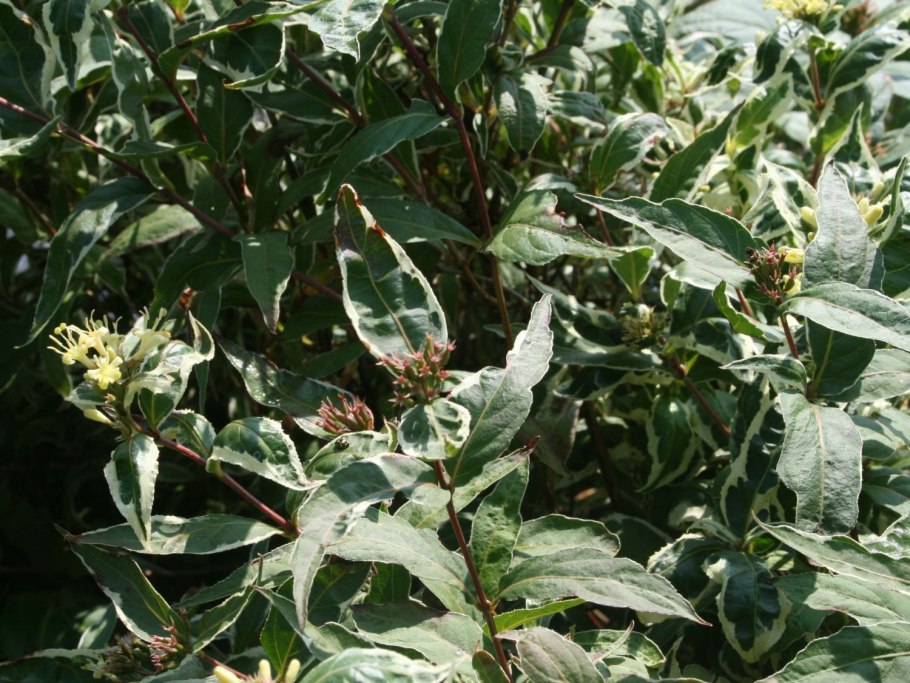 Диервилла Приречная