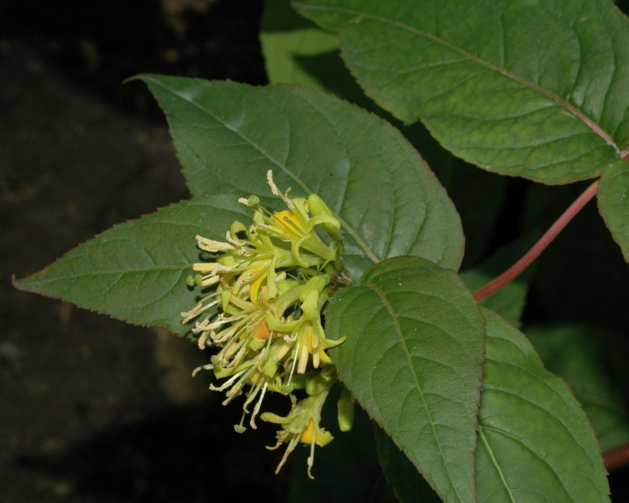 Lonicera myrtilloides