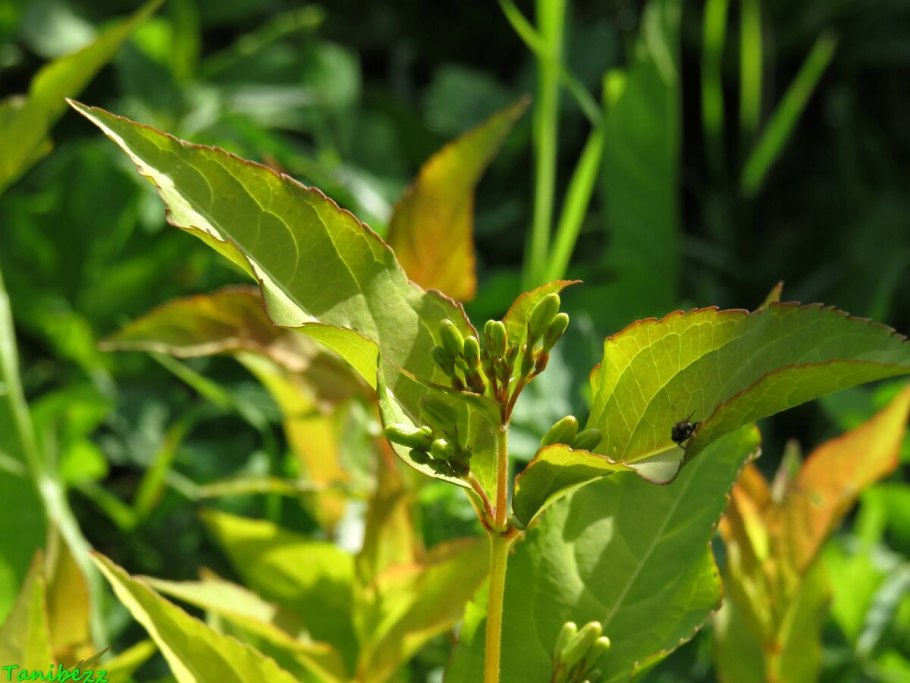 Диервилла Ручейная