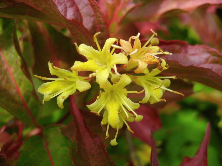 Диервилла Ручейная