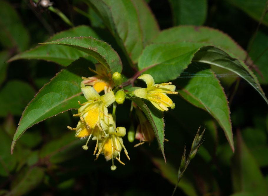 Диервилла Ручейная Троя Блэк