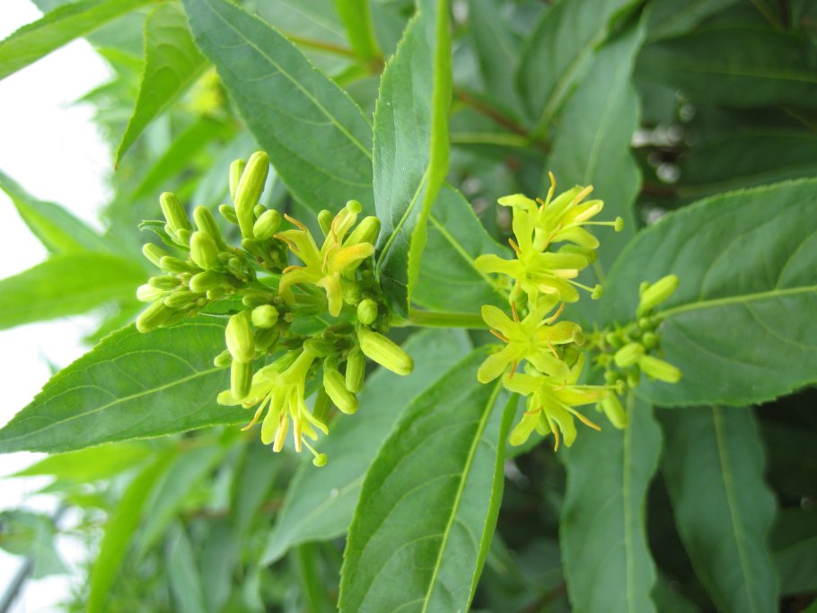 Диервилла сидячелистная (Diervilla sessilifolia Butterfly)