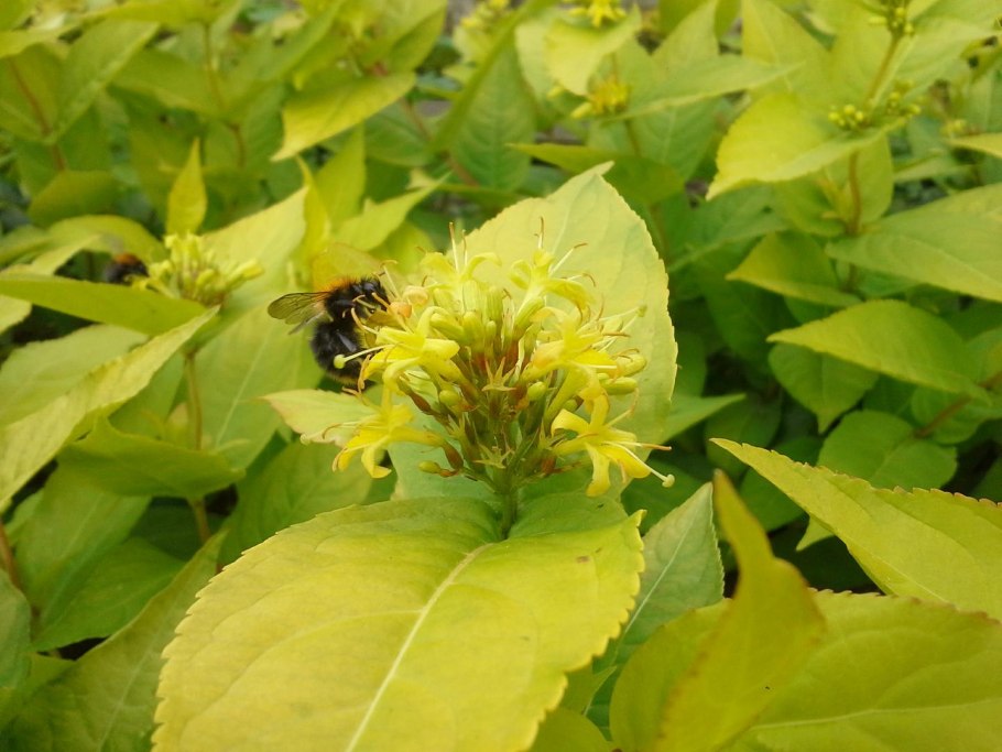 Диервилла Ручейная