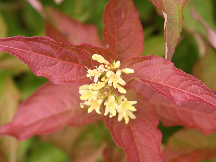 Диервилла Ручейная Кодиак ред