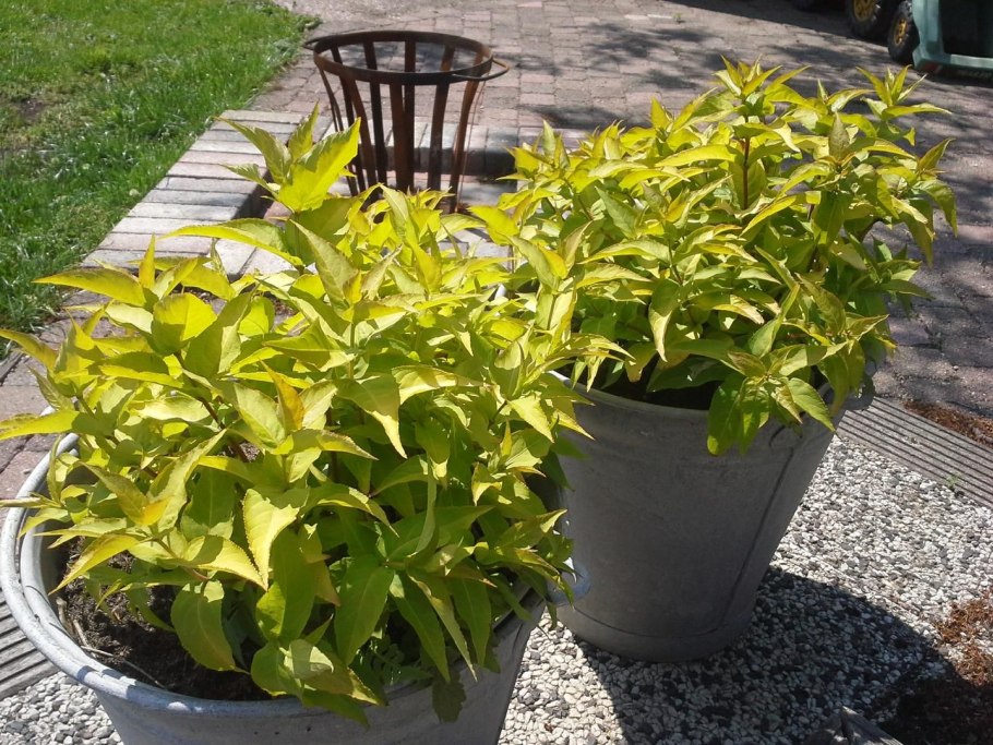 Диервилла Приречная