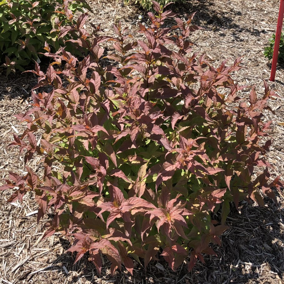 Диервилла Приречная