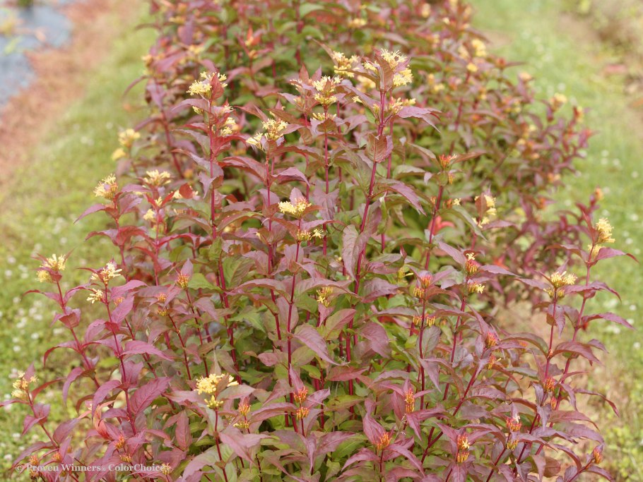 Диервилла Ручейная Троя Блэк