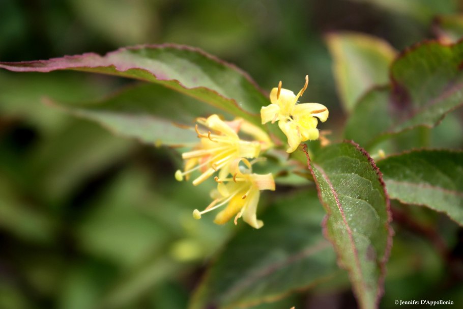 Диервилла Ручейная