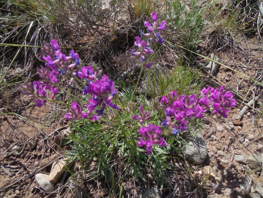Oxytropis glabra