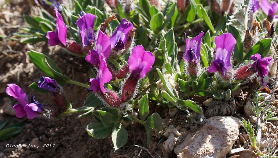 Остролодочник Сахалинский