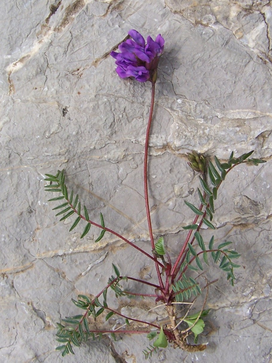 Остролодочник - род oxytropis