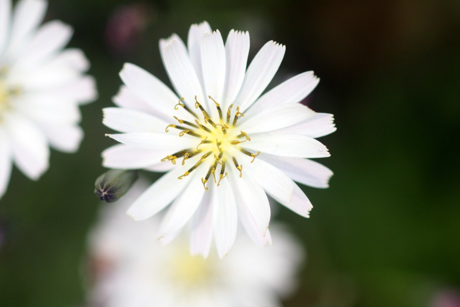 Иксерис дебилис цветок