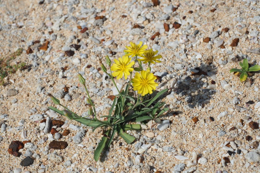 Гелиантус ростки