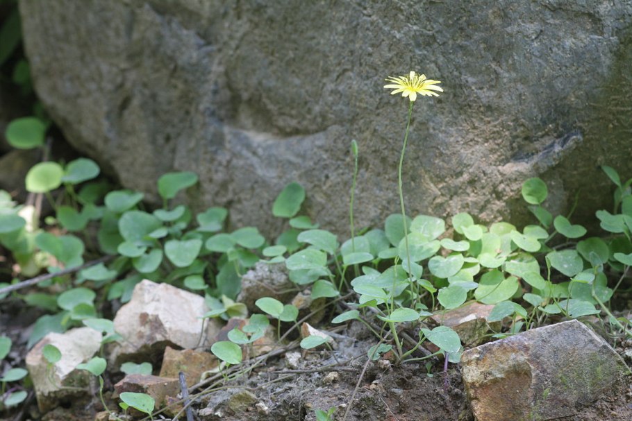 Helianthus debilis
