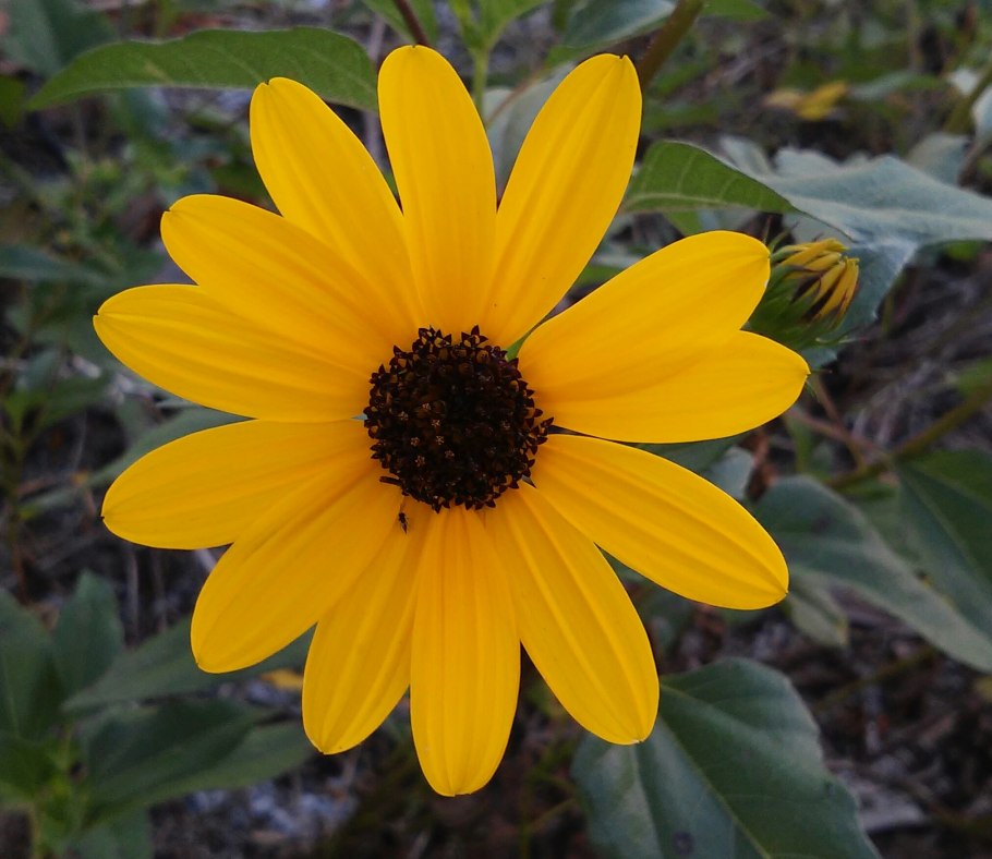 Oxalis corymbosa debilis