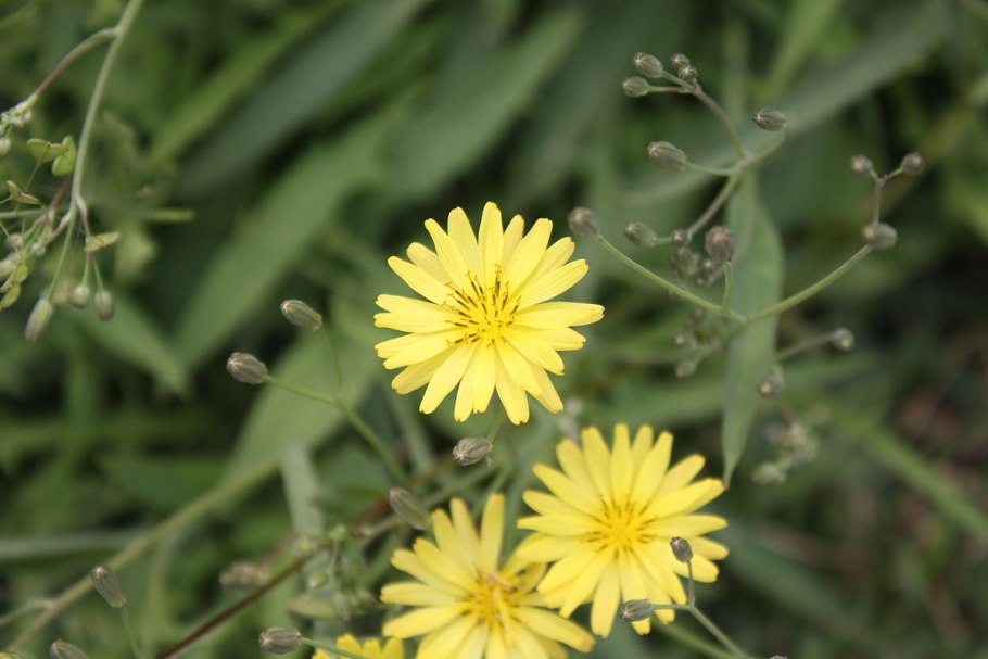 Иксерис дебилис цветок