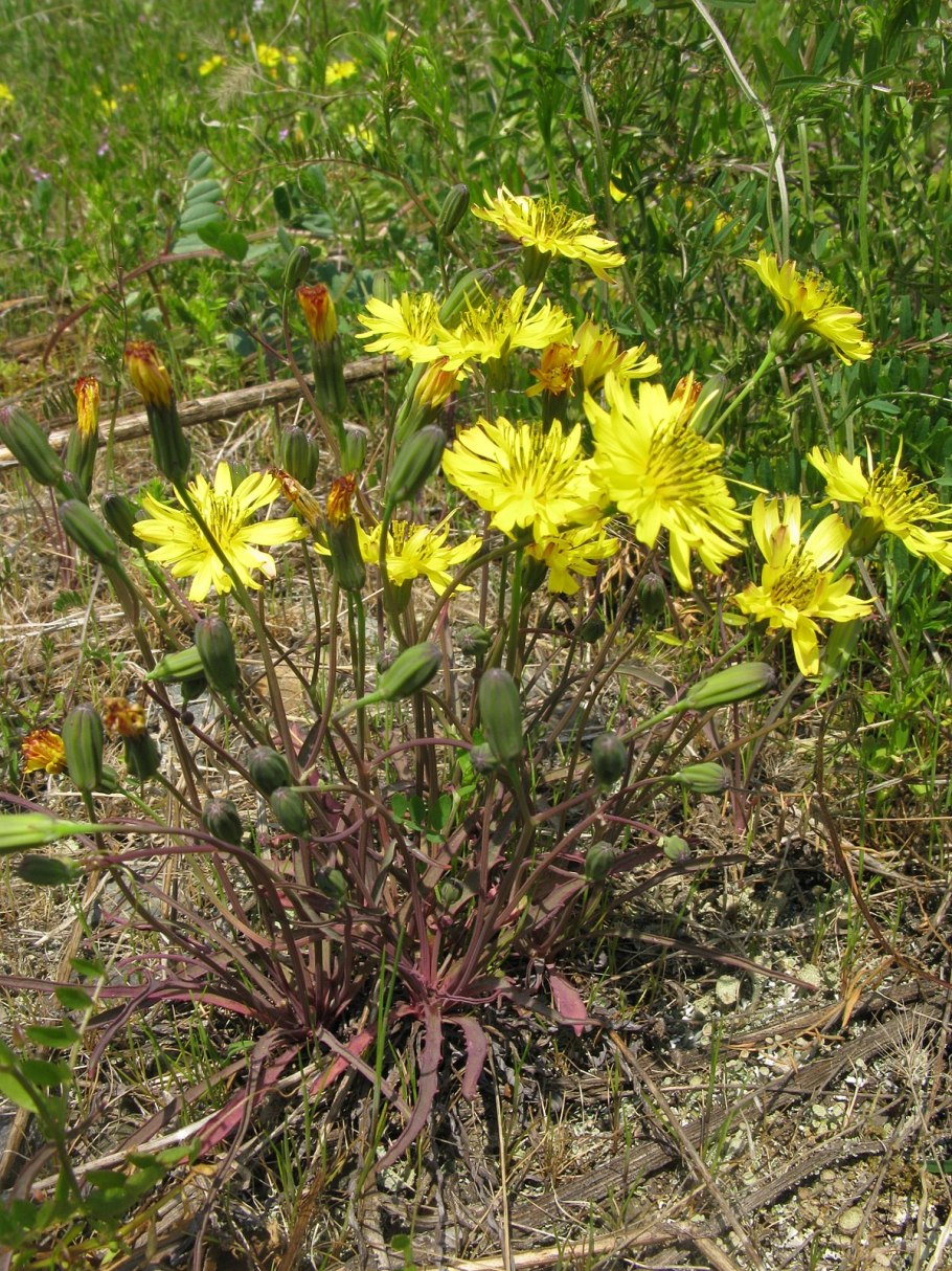 Иксерис дебилис цветок