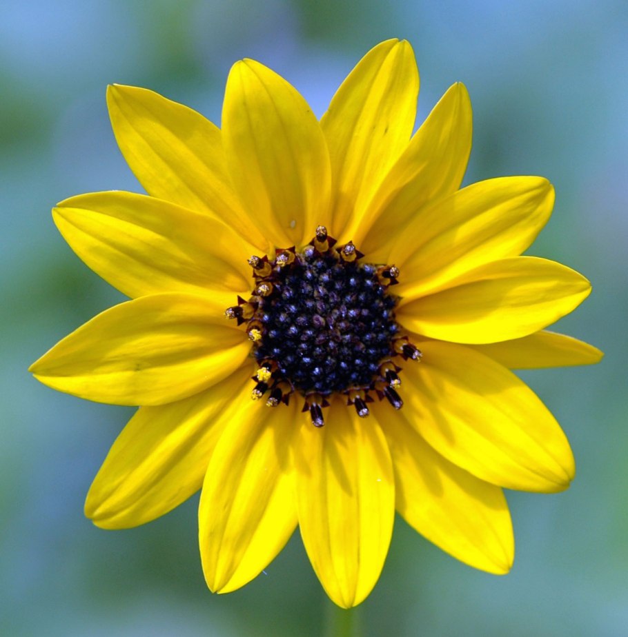 Иксерис изящный