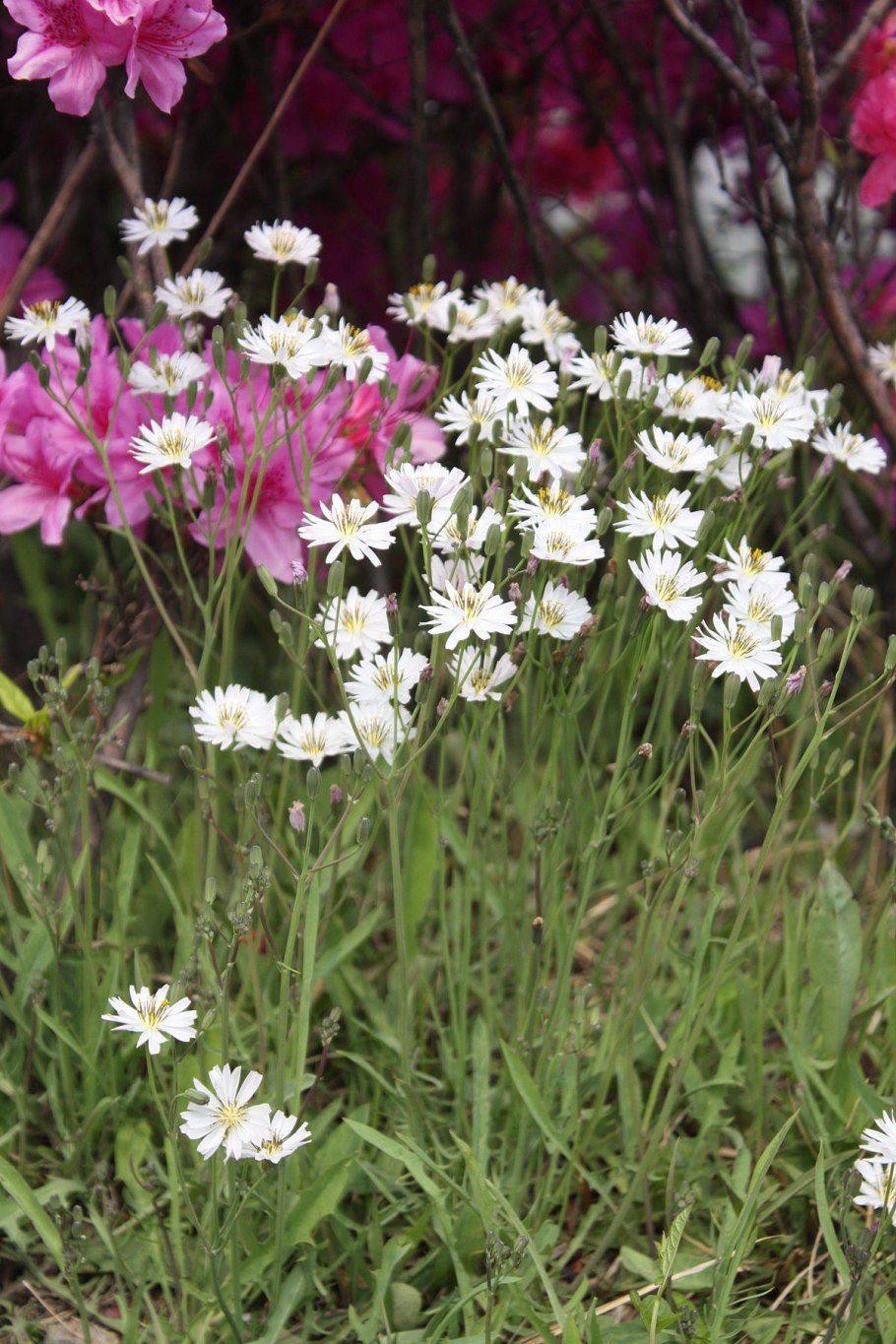 Иксерис дебилис