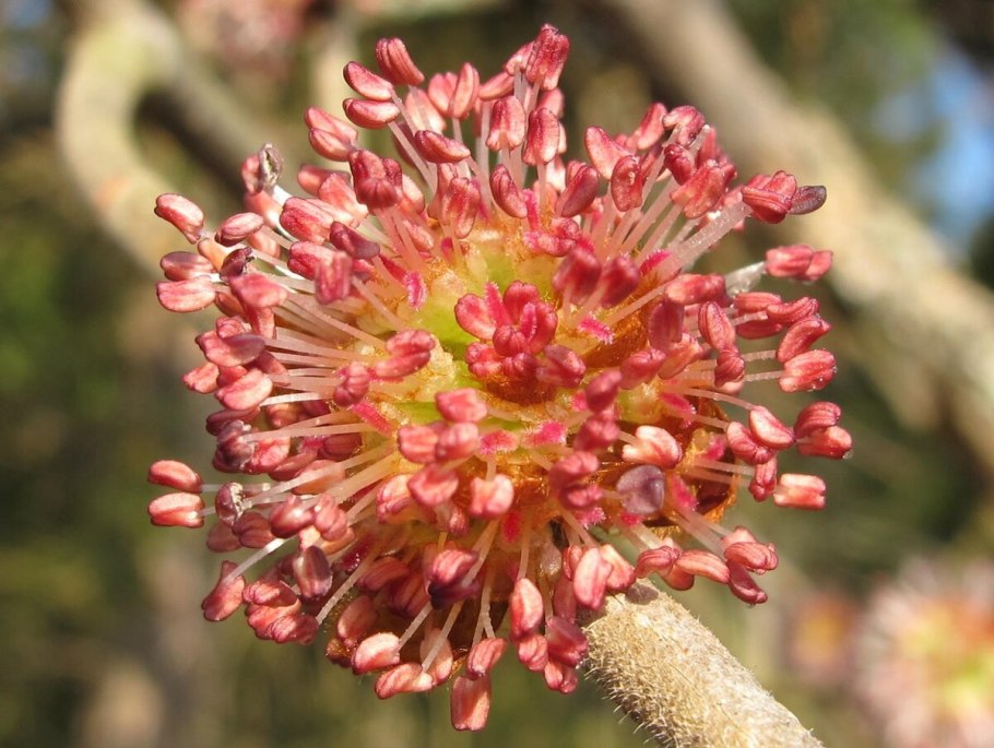 Розовые цветы