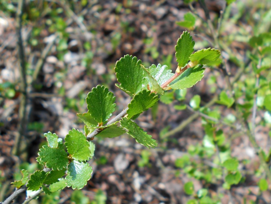 Береза карликовая betula nana