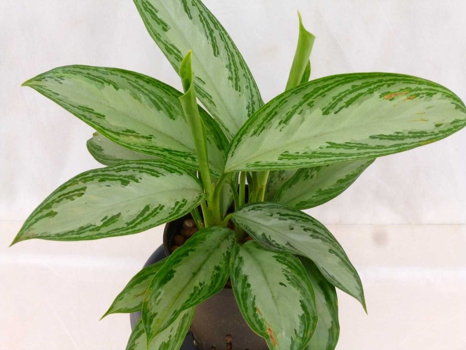 Аглаонема маранта