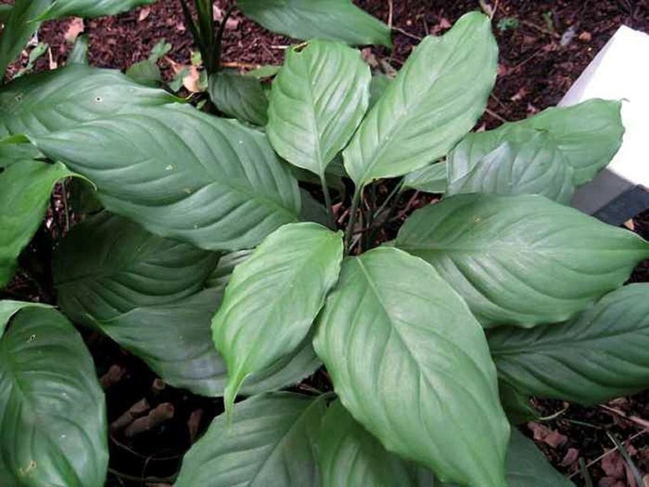 Аглаонема Эвергрин