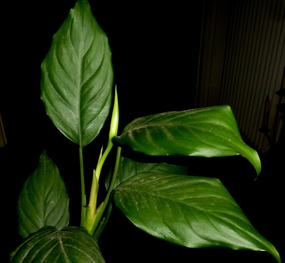 Аглаонема modestum