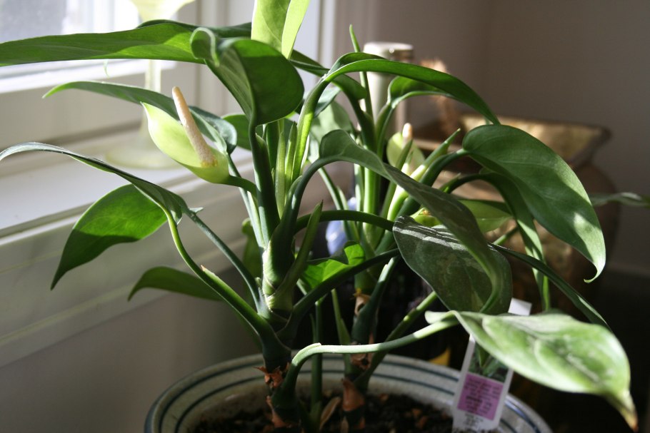 Растение аглаонема правильный уход