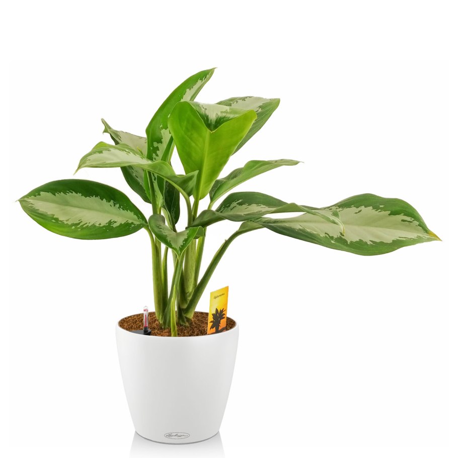 Аглаонема продолговатолистная