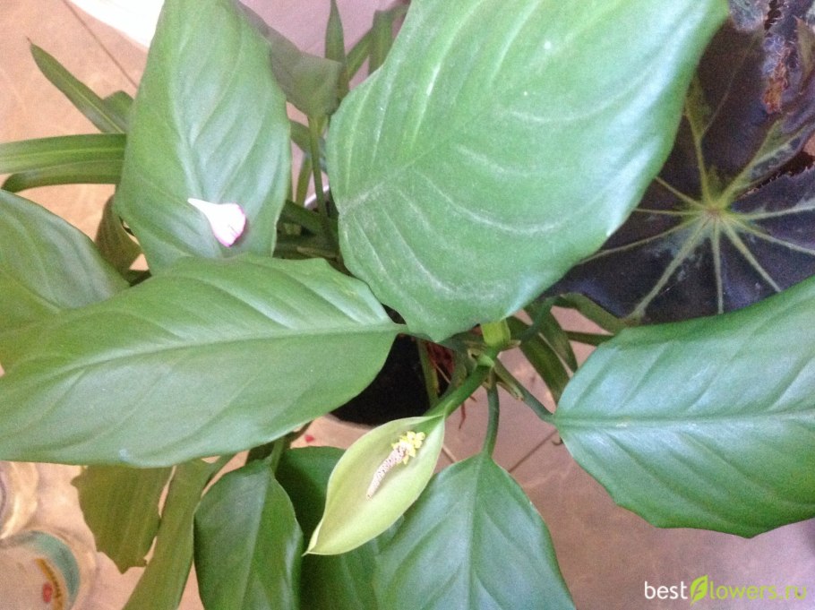 Аглаонема modestum