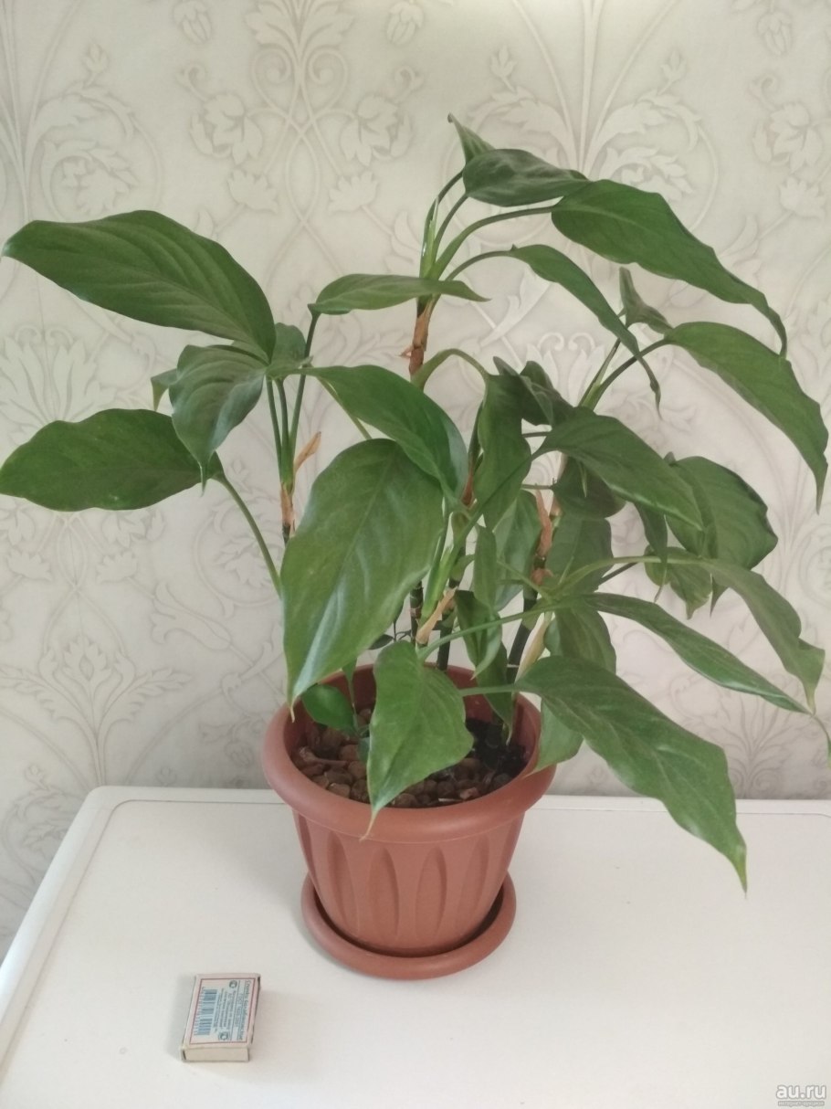 Аглаонема Сиам