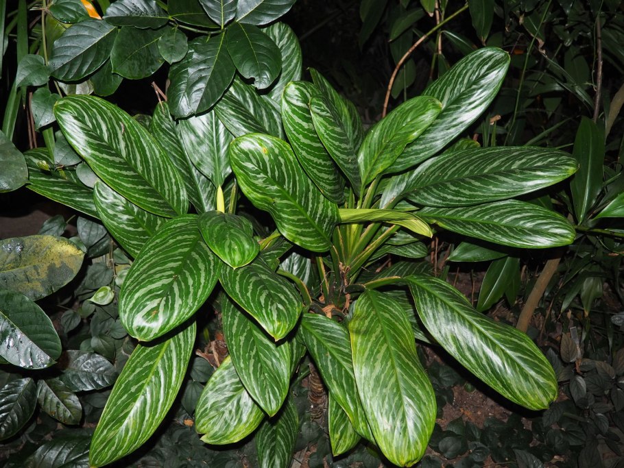 Аглаонема Еллоу