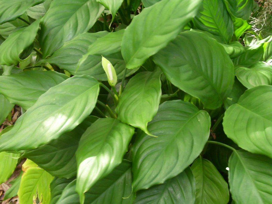 Аглаонема стыдливая