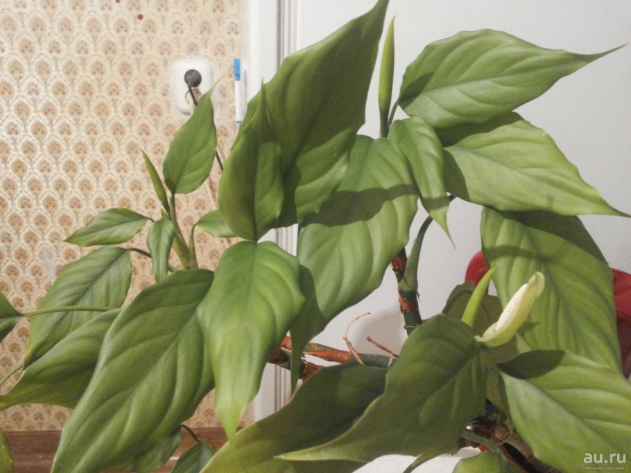 Аглаонема Green Yellow