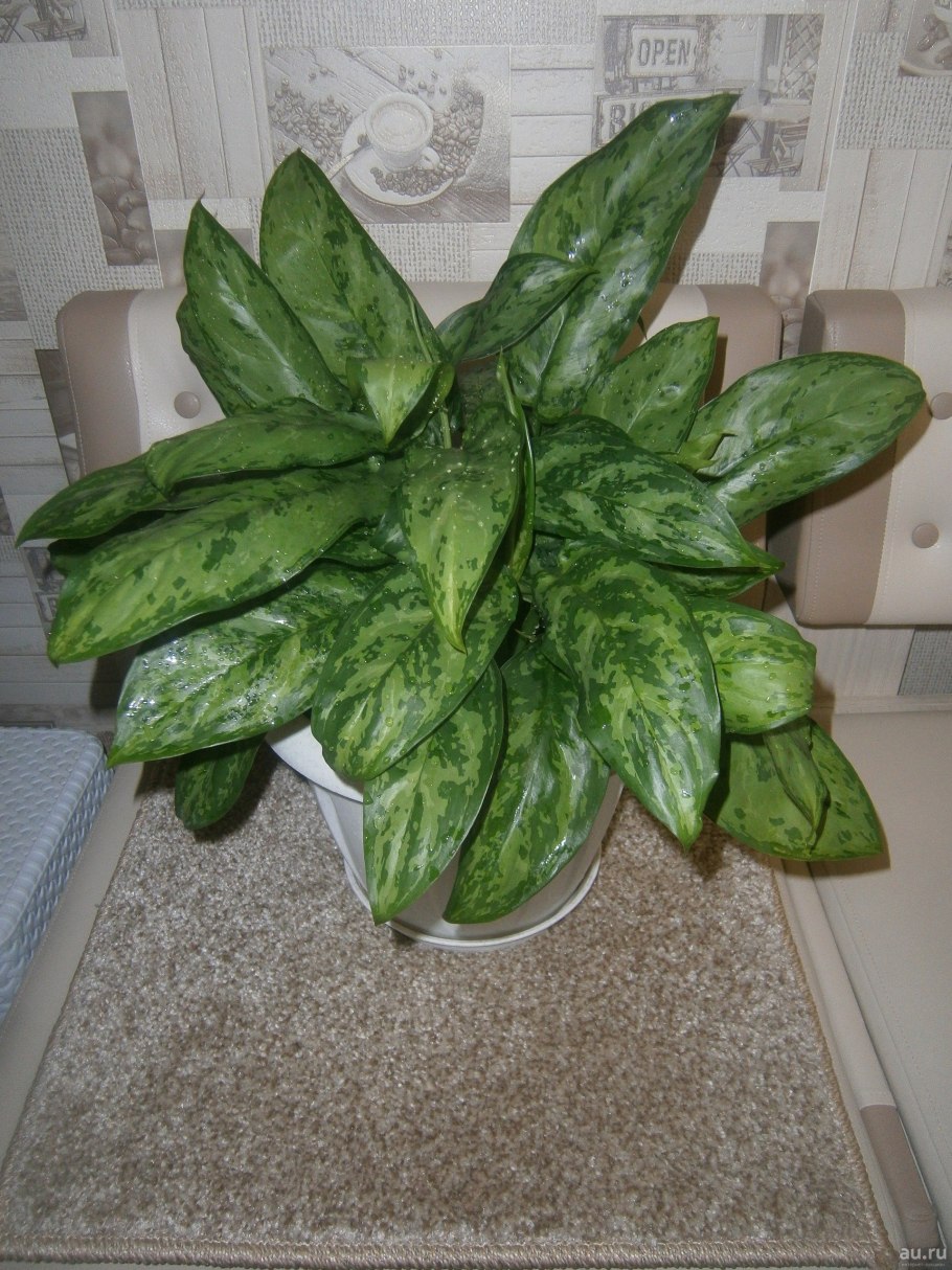 Аглаонема серебряная Королева