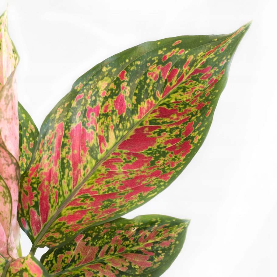 Аглаонема Сансея