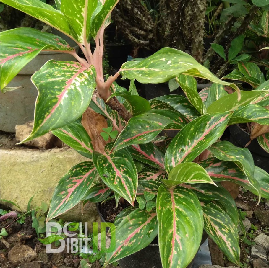 Аглаонема Кинг