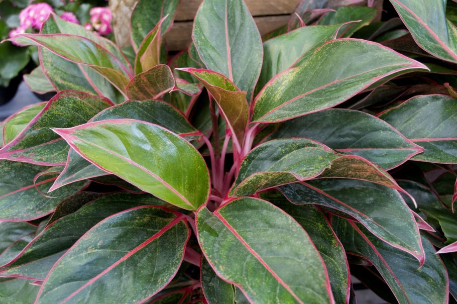 Аглаонема скромная