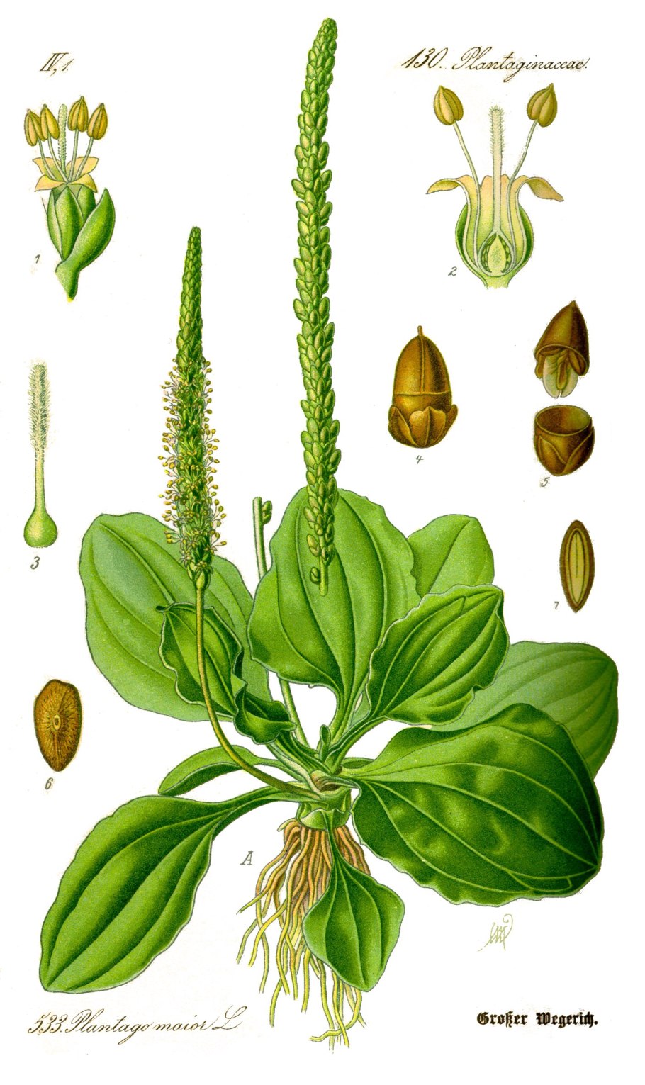 Подорожник (Plantago)