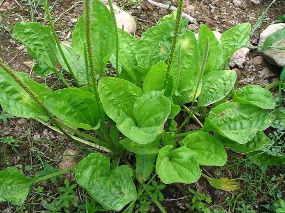 Plantago Major variegata
