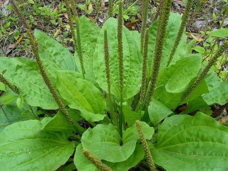 Подорожник ланцетолистный всходы