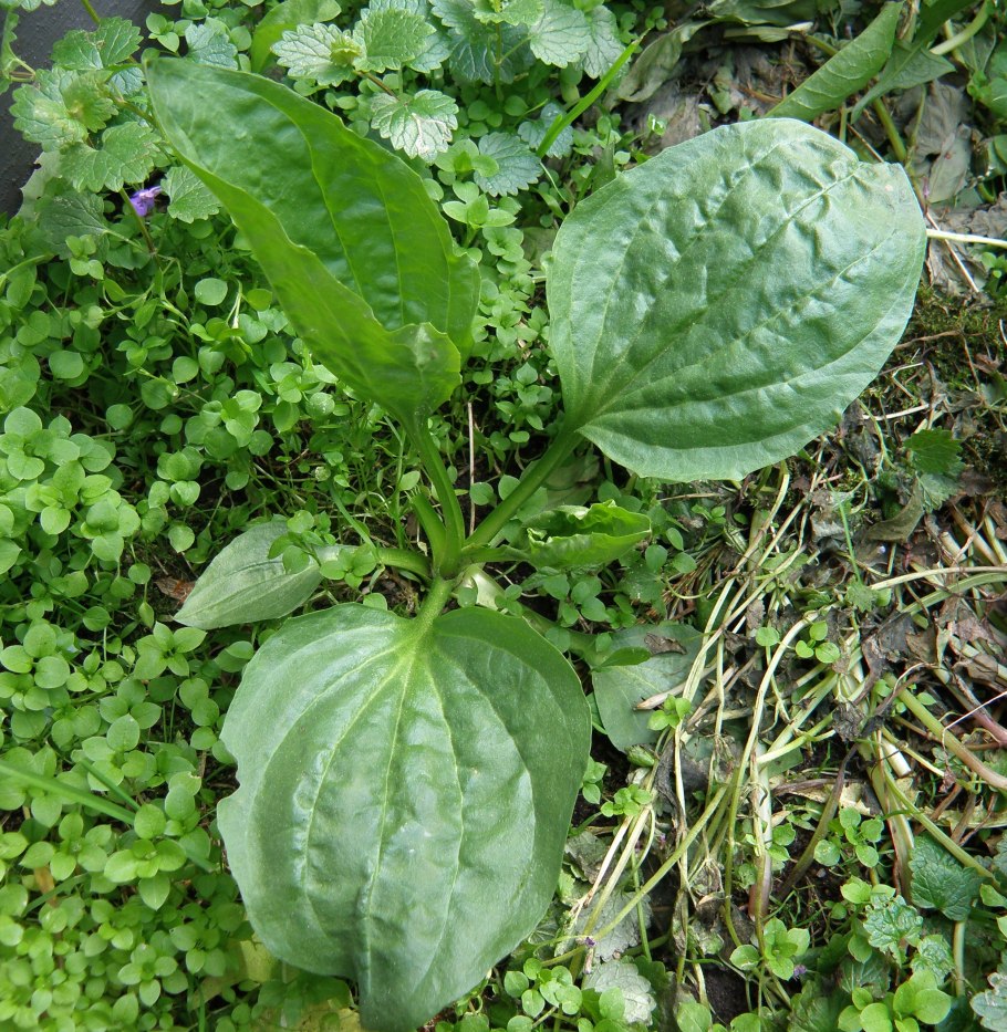 Plantago major