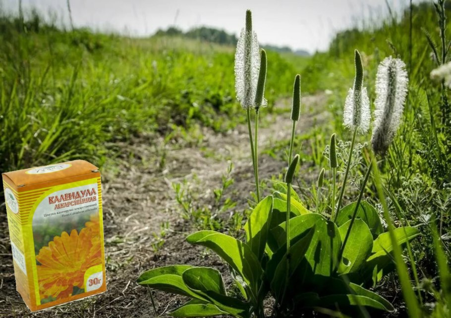 Подорожник Лесной