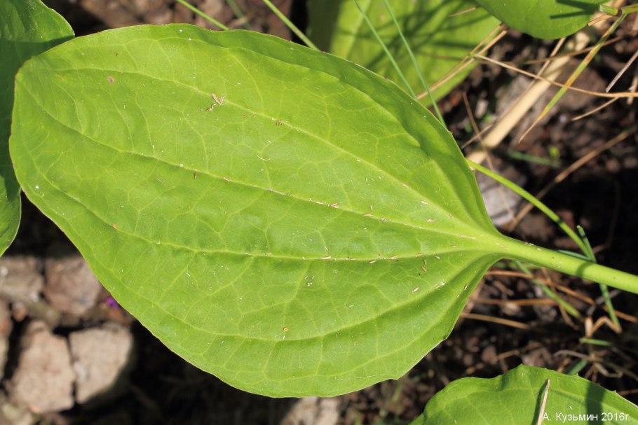 Plantago Major лист
