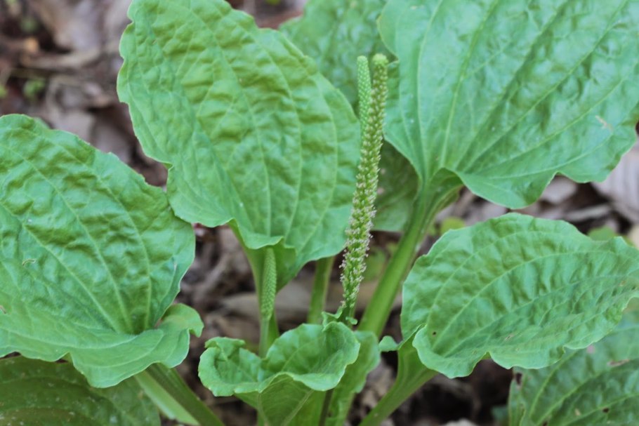 Подорожник ( Plantago Major)