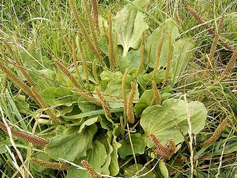 Подорожник (лат. Plantágo)