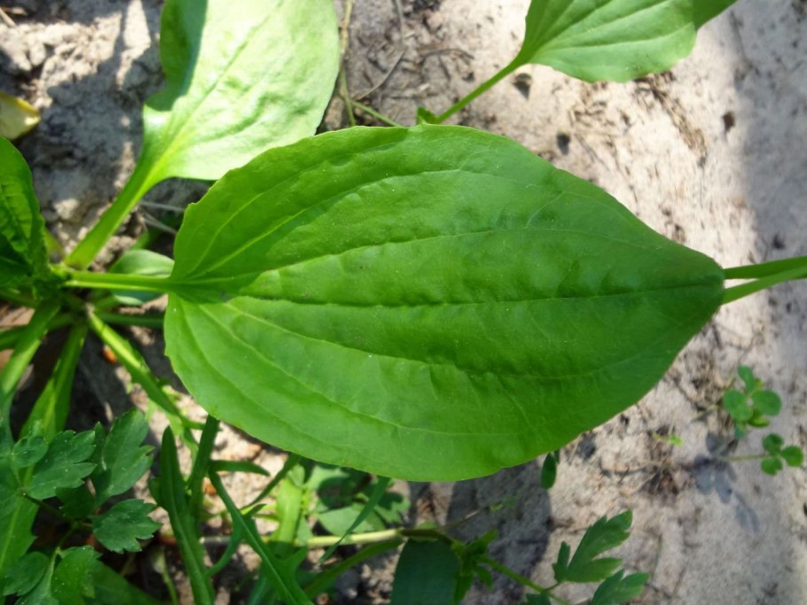 Подорожник Великий