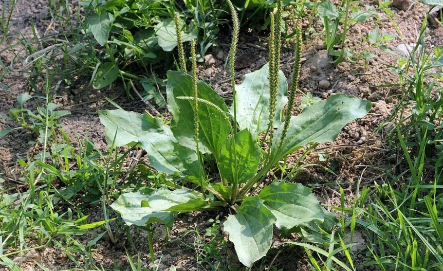 Plantago Major