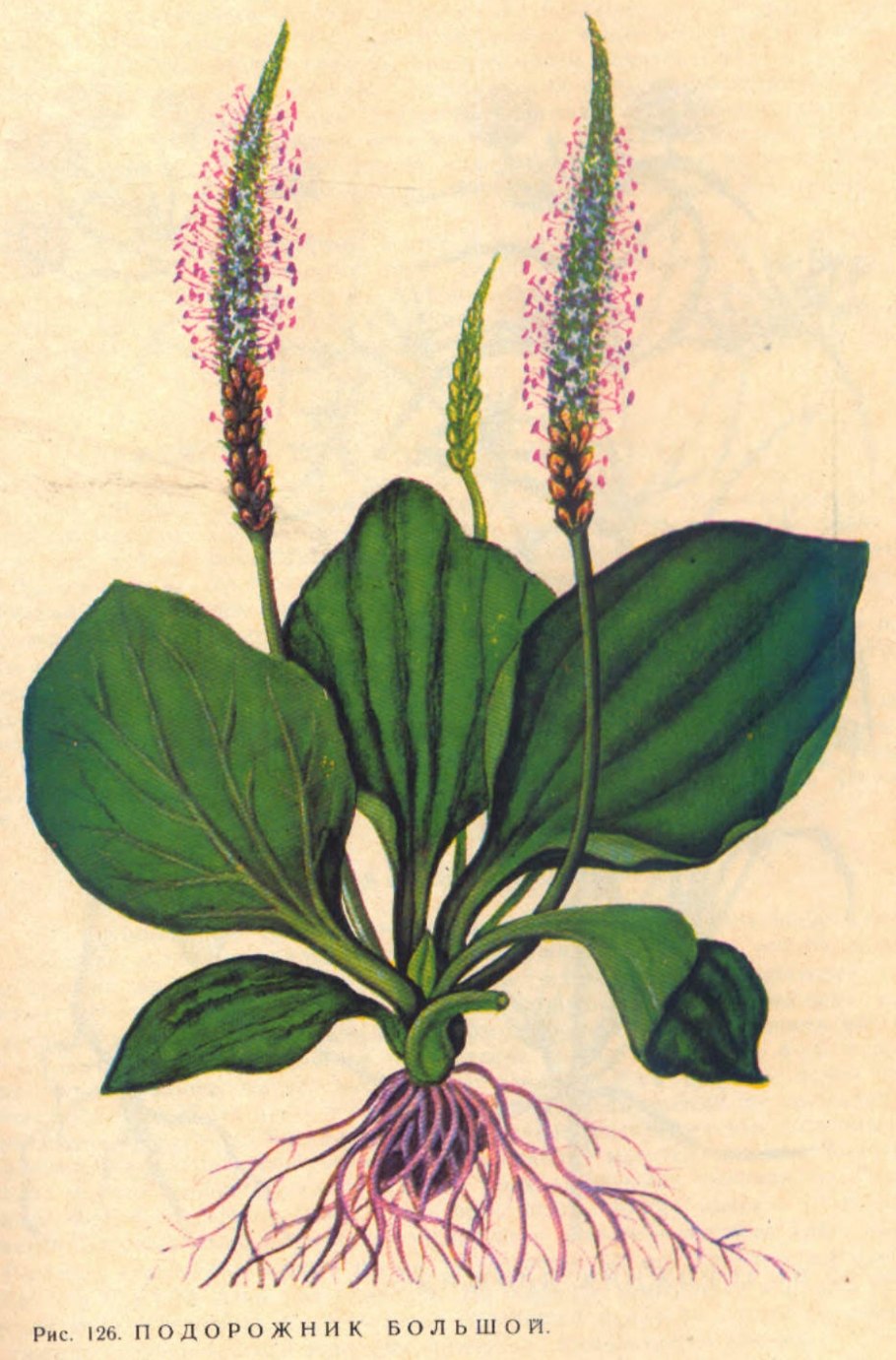 : Подорожник средний - Plantágo Májor